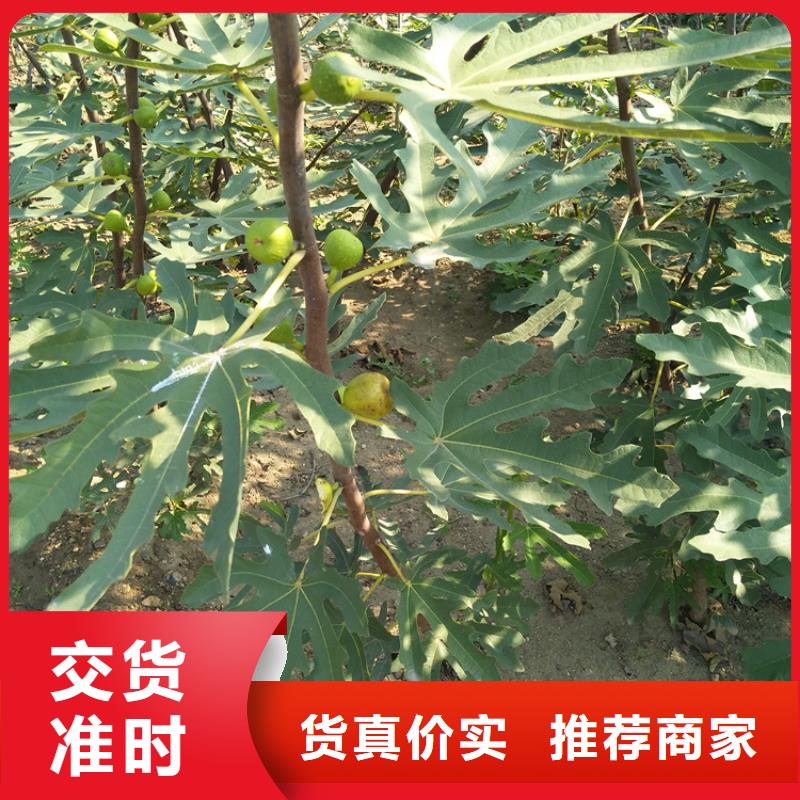 无花果樱桃苗设计制造销售服务一体