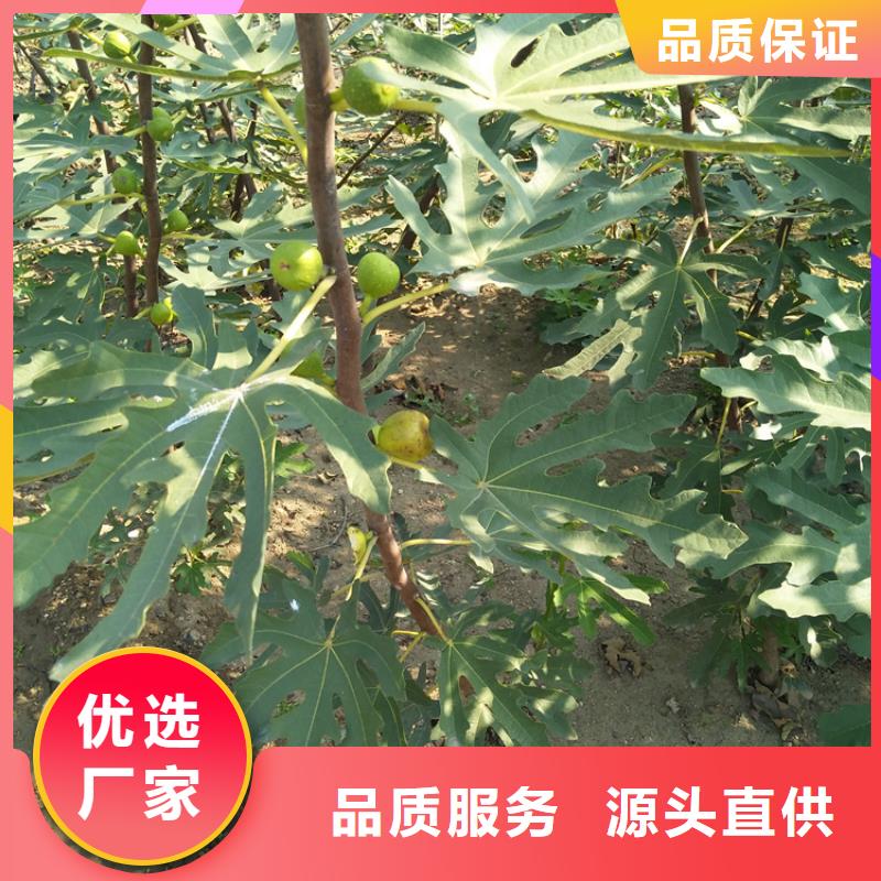 无花果-北美冬青严选用料