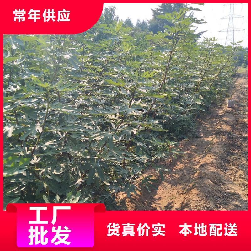 无花果苹果苗品质保障价格合理