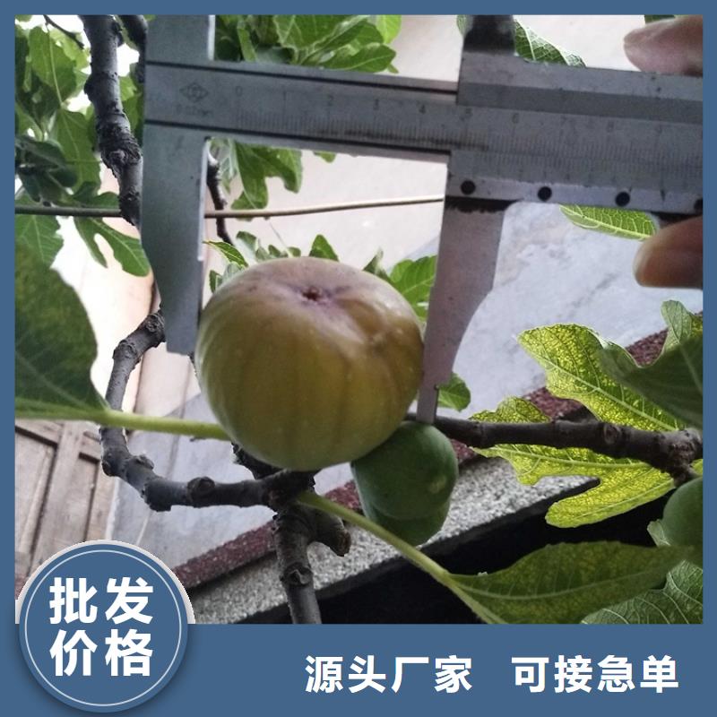 【无花果】-樱桃苗一站式供应