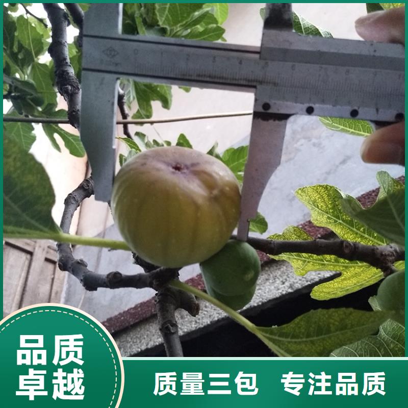 无花果蓝莓苗发货迅速