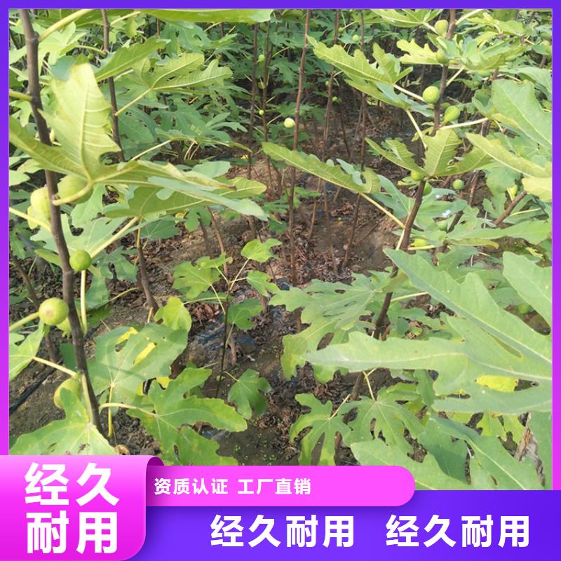 无花果樱桃苗源头厂家直销