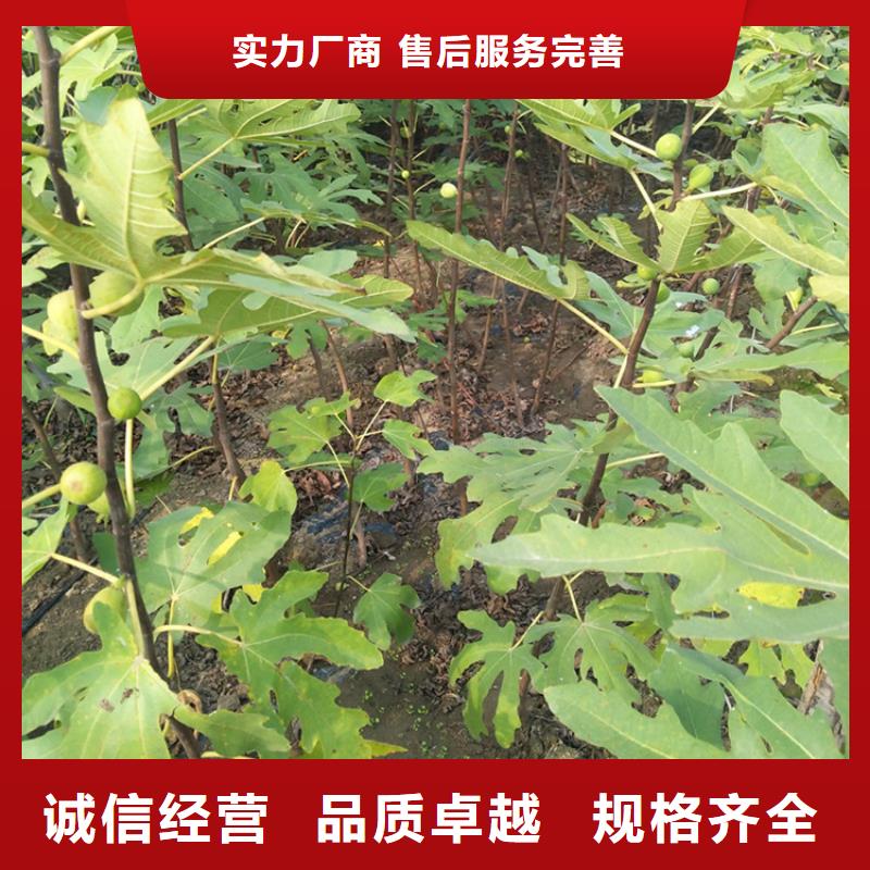 无花果苹果苗优质货源