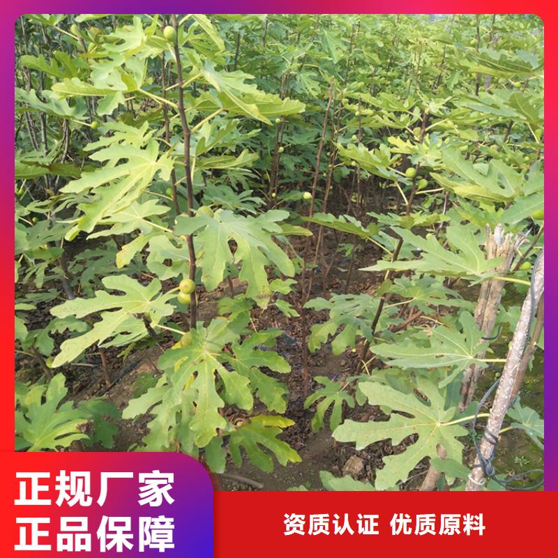 无花果,苹果苗货源报价