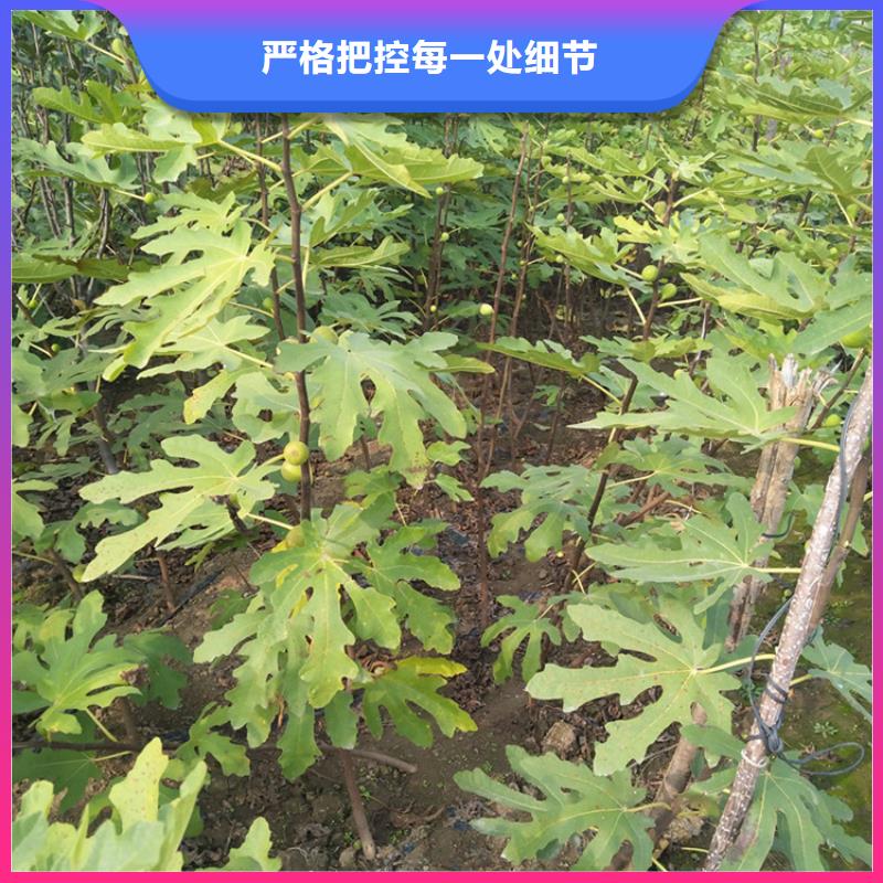 无花果西瓜苗精心选材