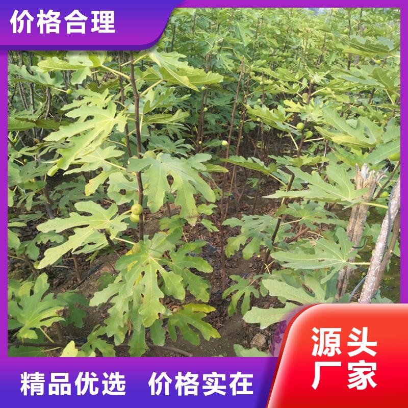 无花果石榴苗实力工厂