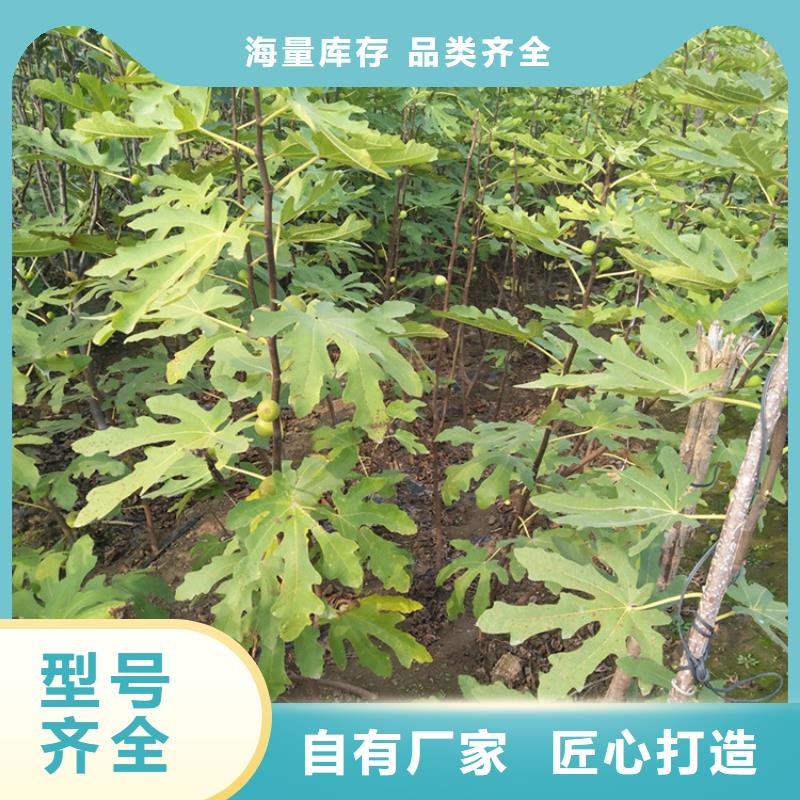 无花果嘎啦苹果就近发货