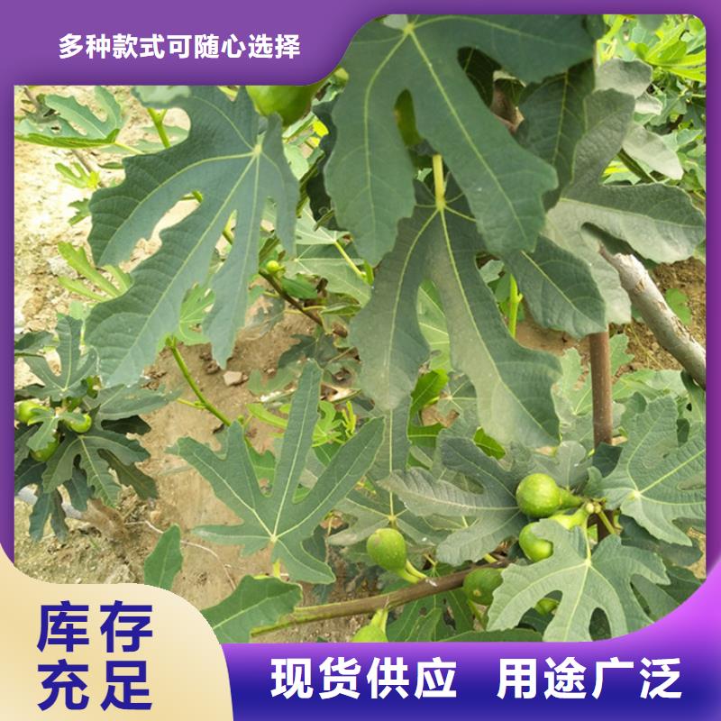 无花果草莓苗价格低