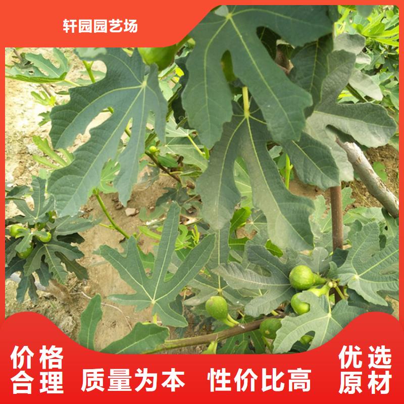 无花果苹果苗严格把控质量