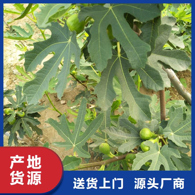 无花果【蓝莓苗】海量货源