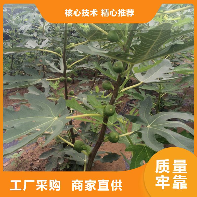 无花果桃树苗就近发货