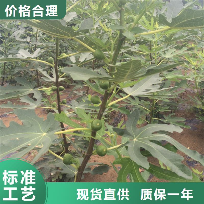 无花果-北美冬青严选用料