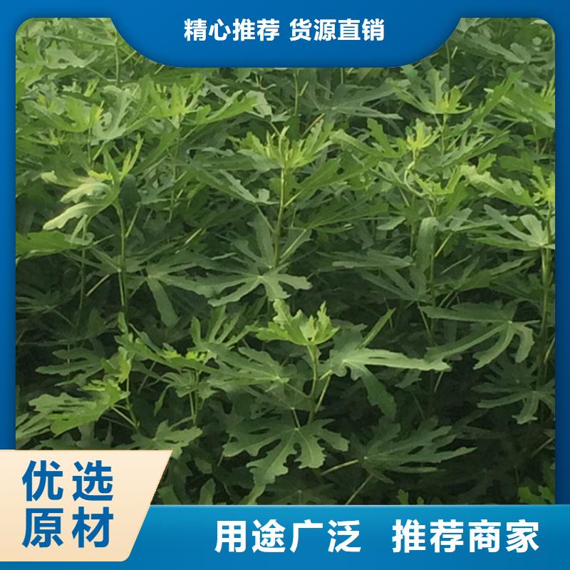 无花果苹果苗优质货源