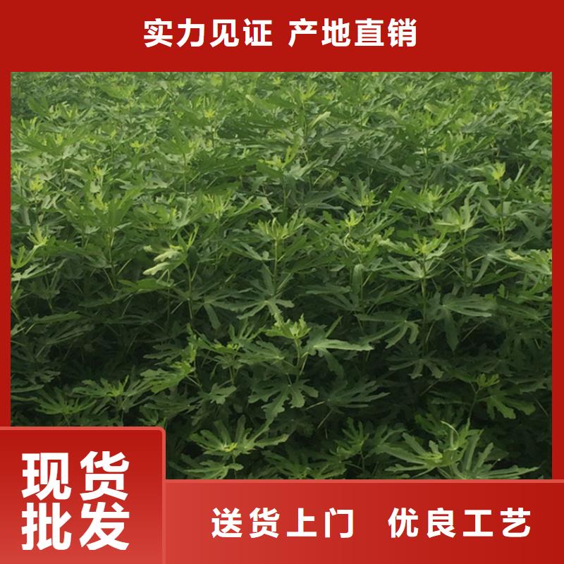 无花果桃树苗货源充足