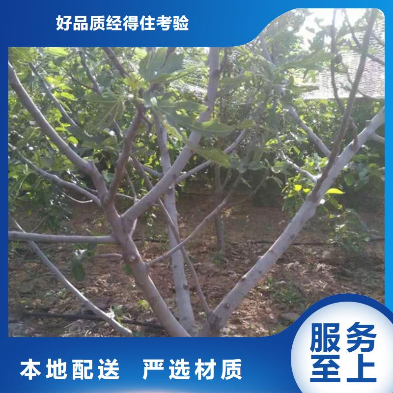 【无花果】-樱桃苗款式新颖