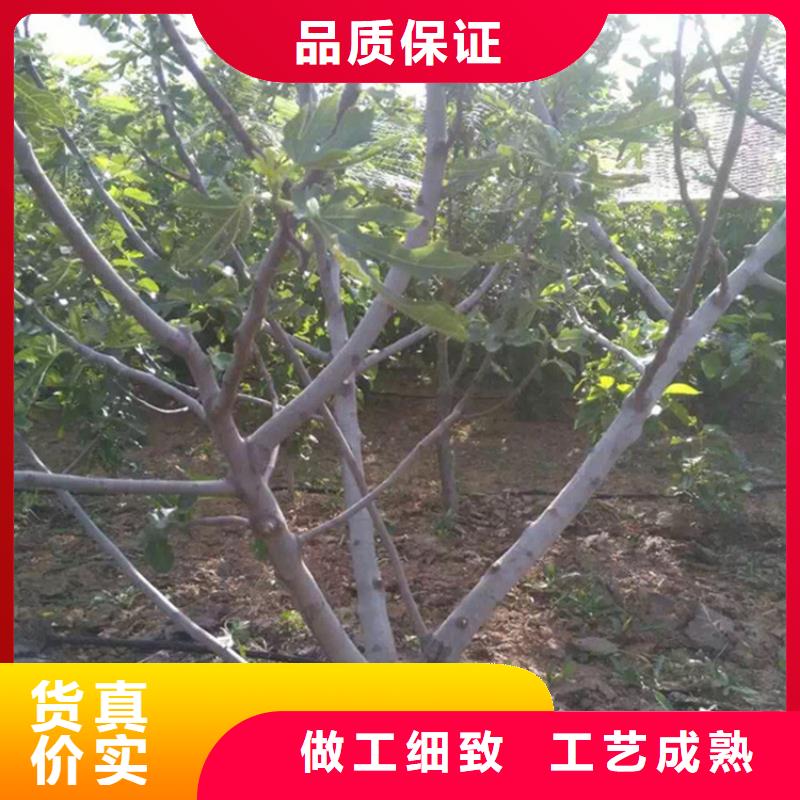 无花果李子苗厂家案例