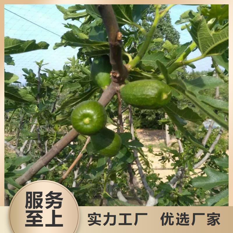 【无花果】桃树苗您想要的我们都有