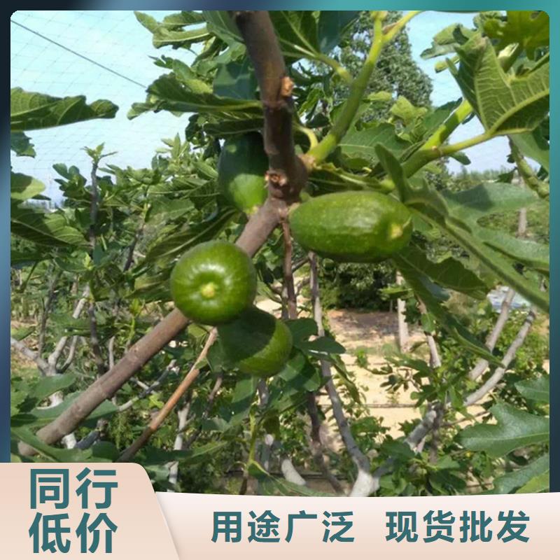 无花果樱桃苗源头厂家直销