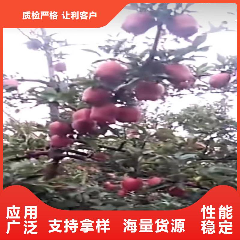 苹果苹果苗无中间商厂家直销