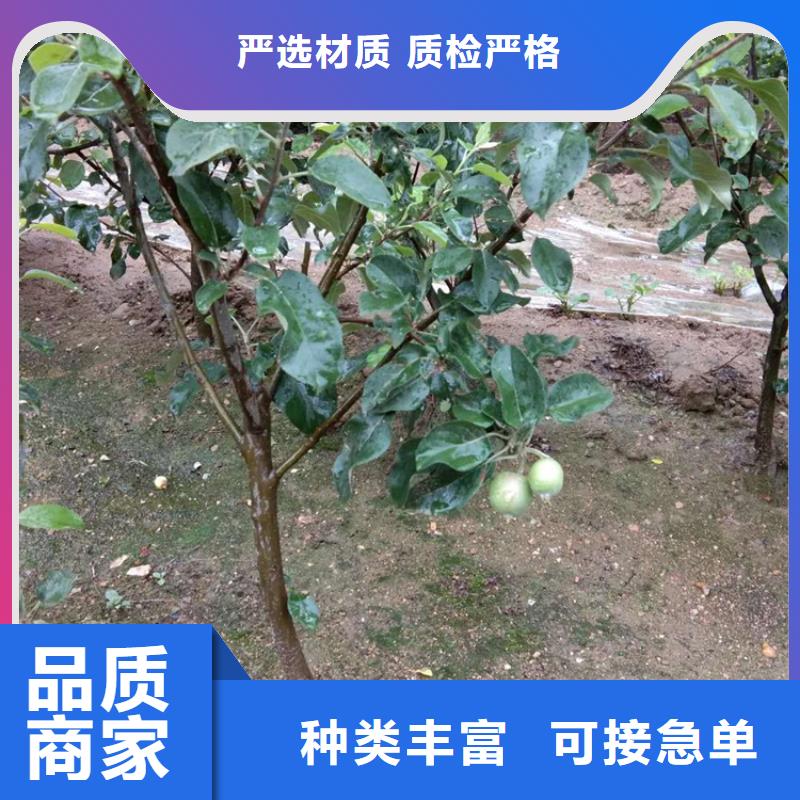 苹果【樱桃苗】专注细节更放心