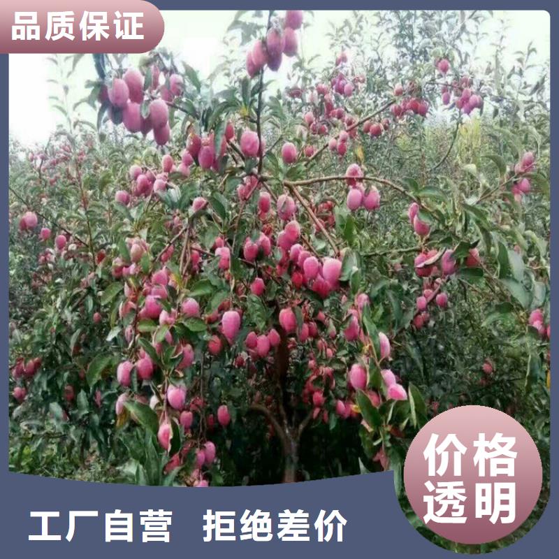 苹果桃树苗好货直供