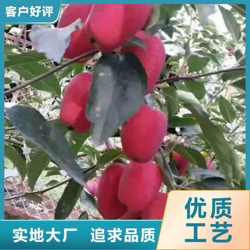 苹果【樱桃苗】专注细节更放心