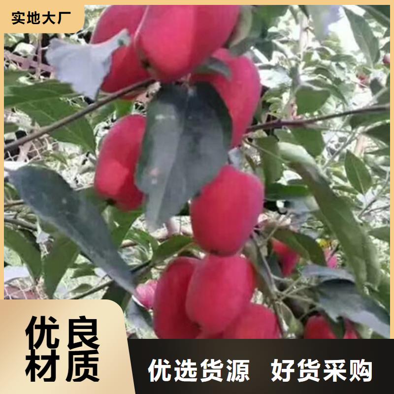 【苹果】苹果苗严格把关质量放心