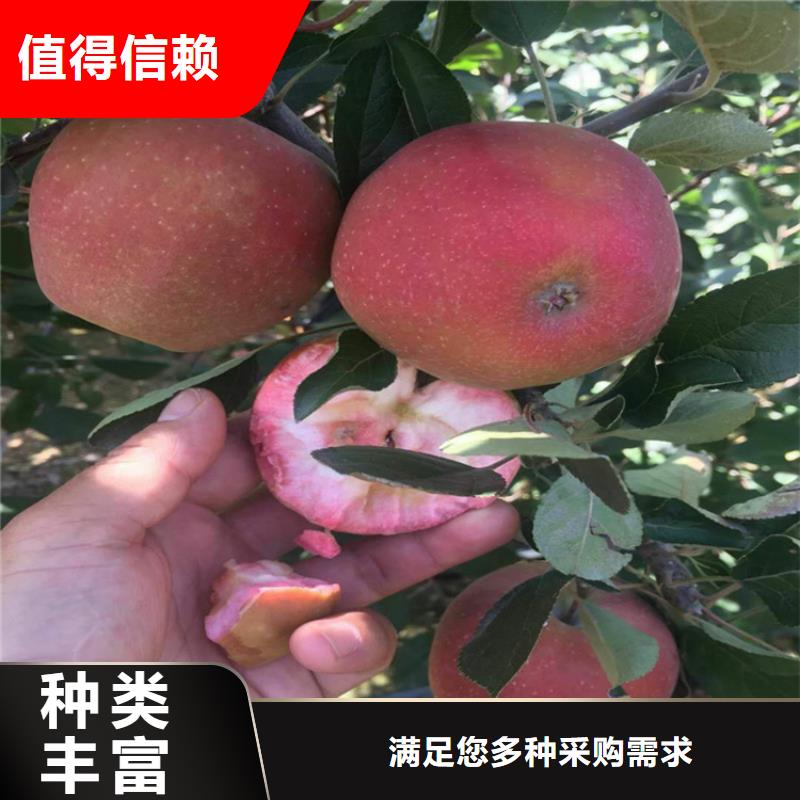 苹果_无花果苗打造好品质