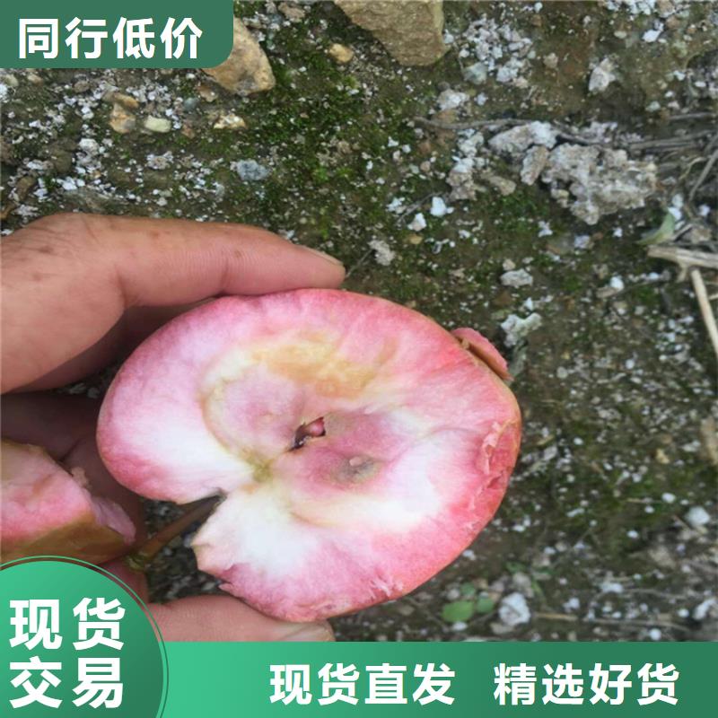 苹果【蓝莓苗】国标检测放心购买