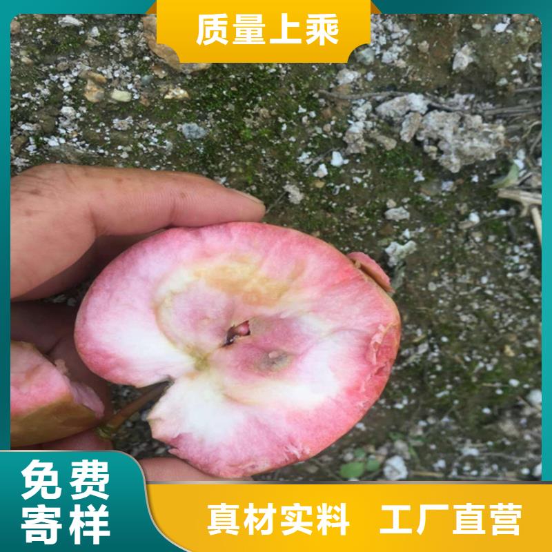 【苹果】苹果苗技术先进