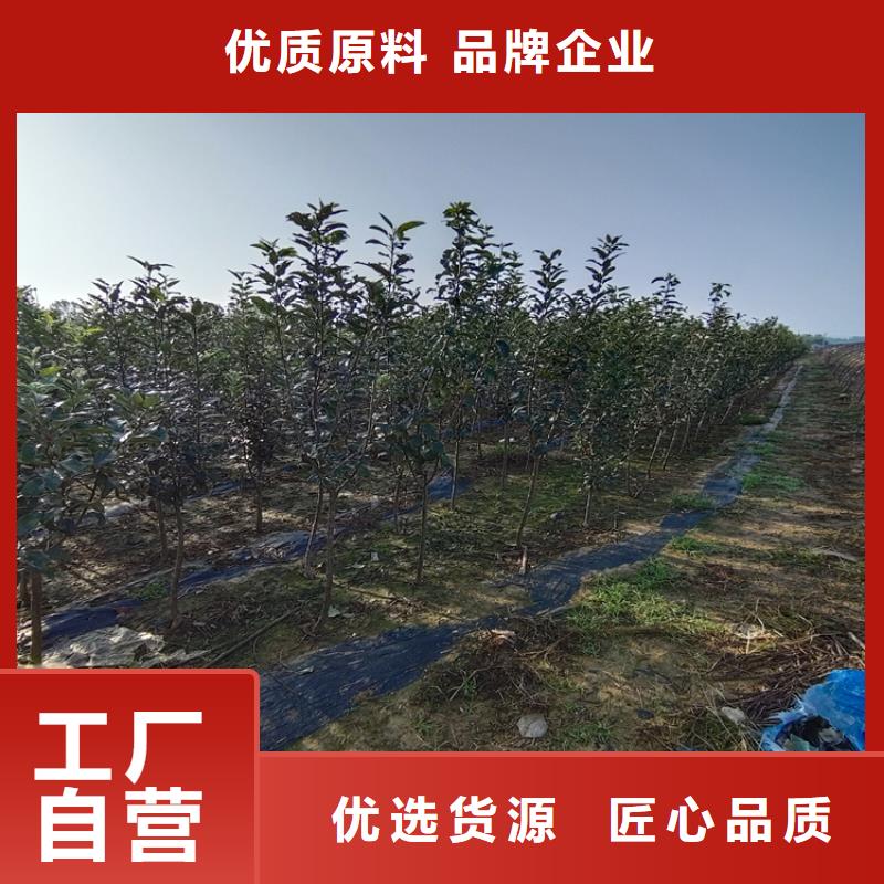 【苹果_樱桃苗欢迎新老客户垂询】