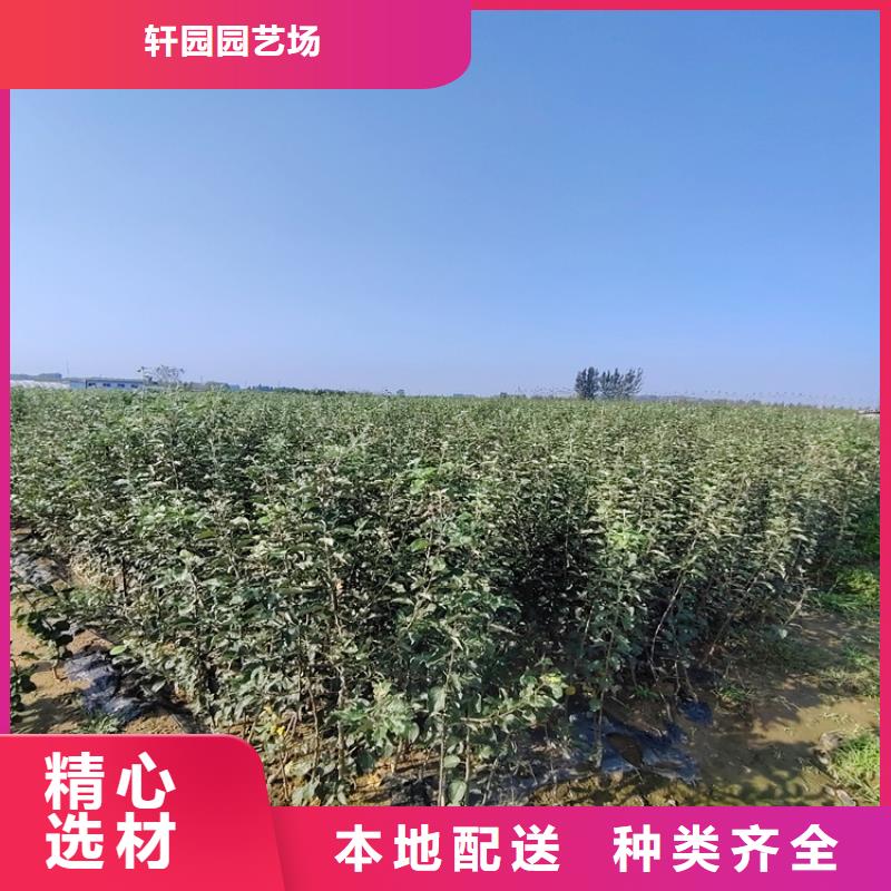 苹果苹果苗无中间商厂家直销