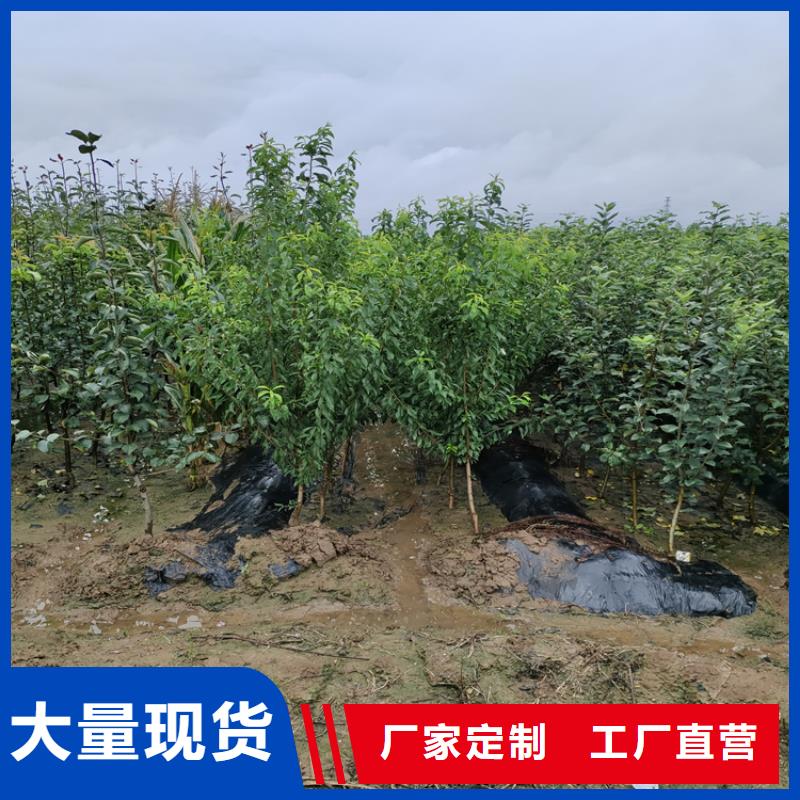 苹果葡萄苗真材实料加工定制