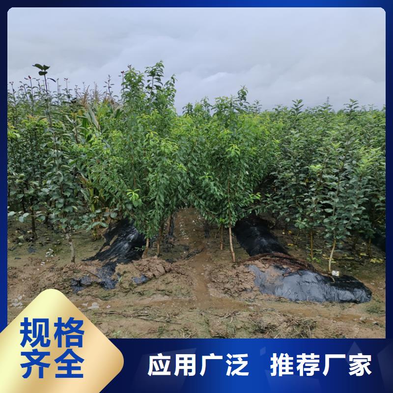 苹果苹果苗无中间商厂家直销