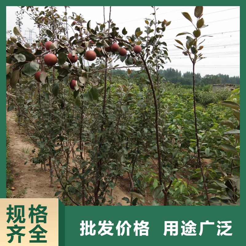 苹果,【苹果苗】精工打造