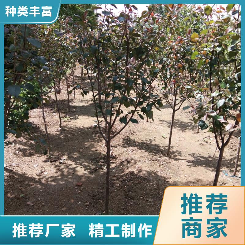 苹果苹果苗优质原料