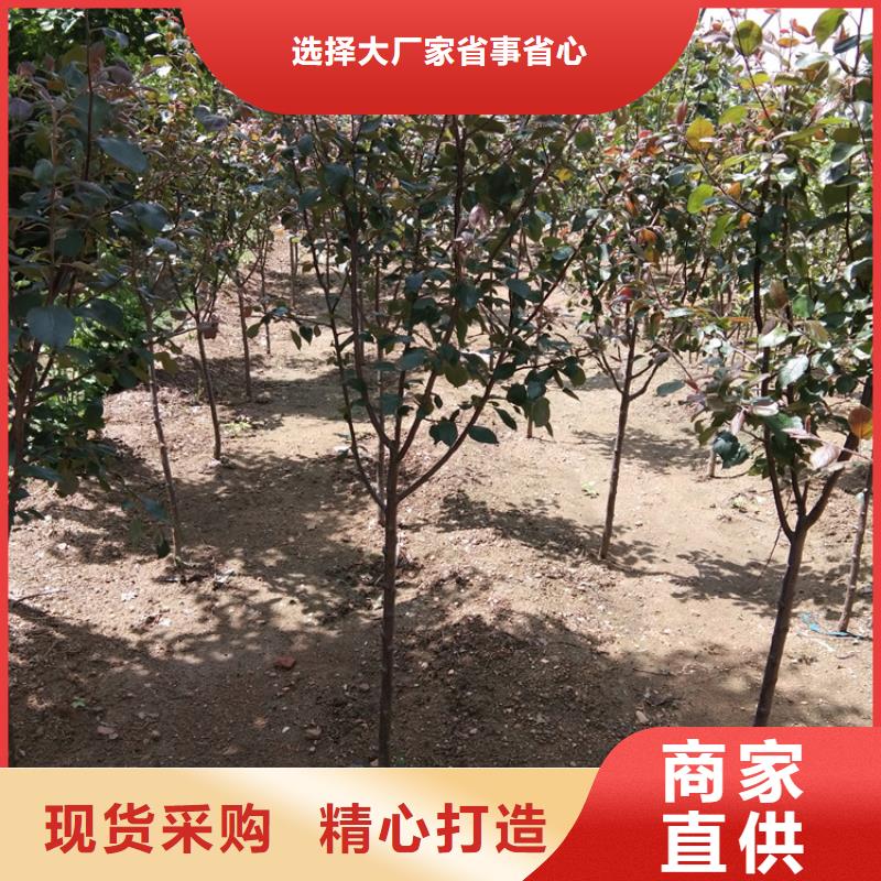 苹果无花果苗现货批发