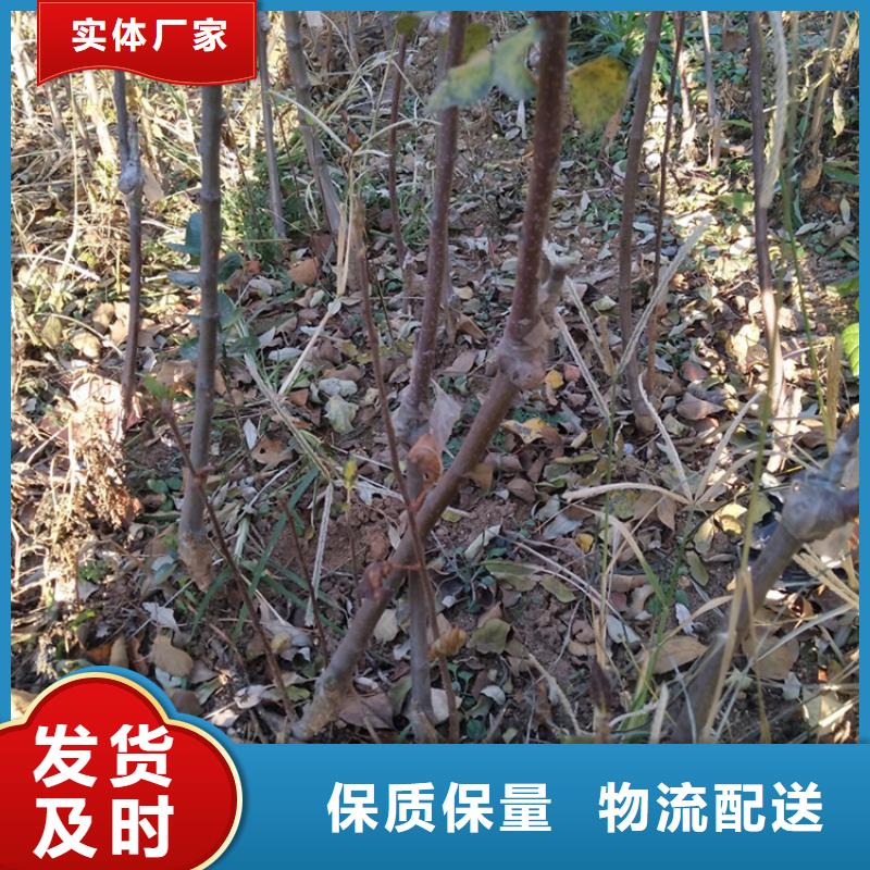 苹果苹果苗优质原料