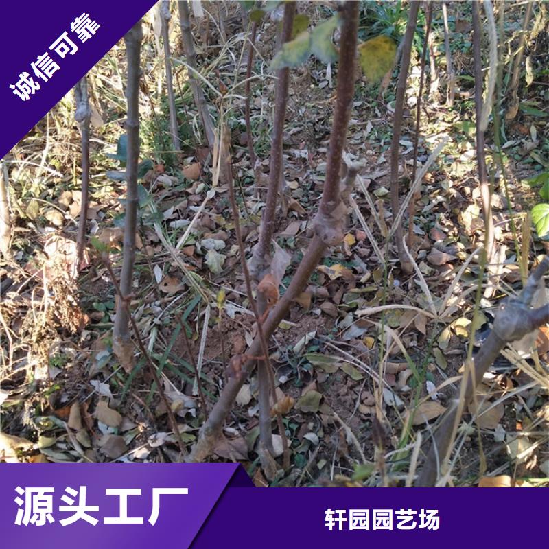 苹果【樱桃苗】专注细节更放心