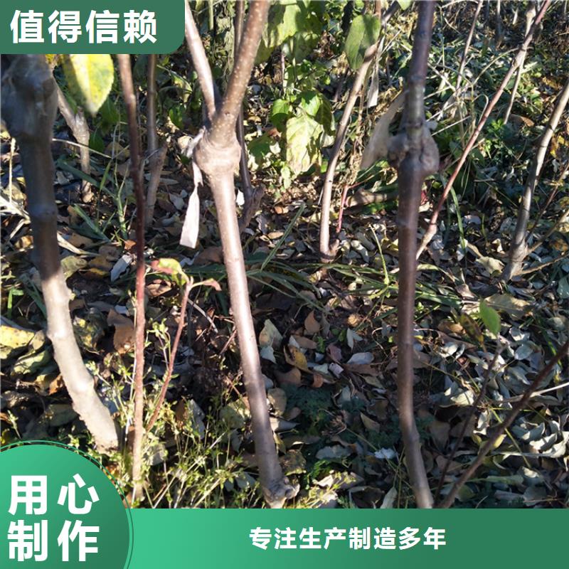 苹果,樱桃苗源头厂家