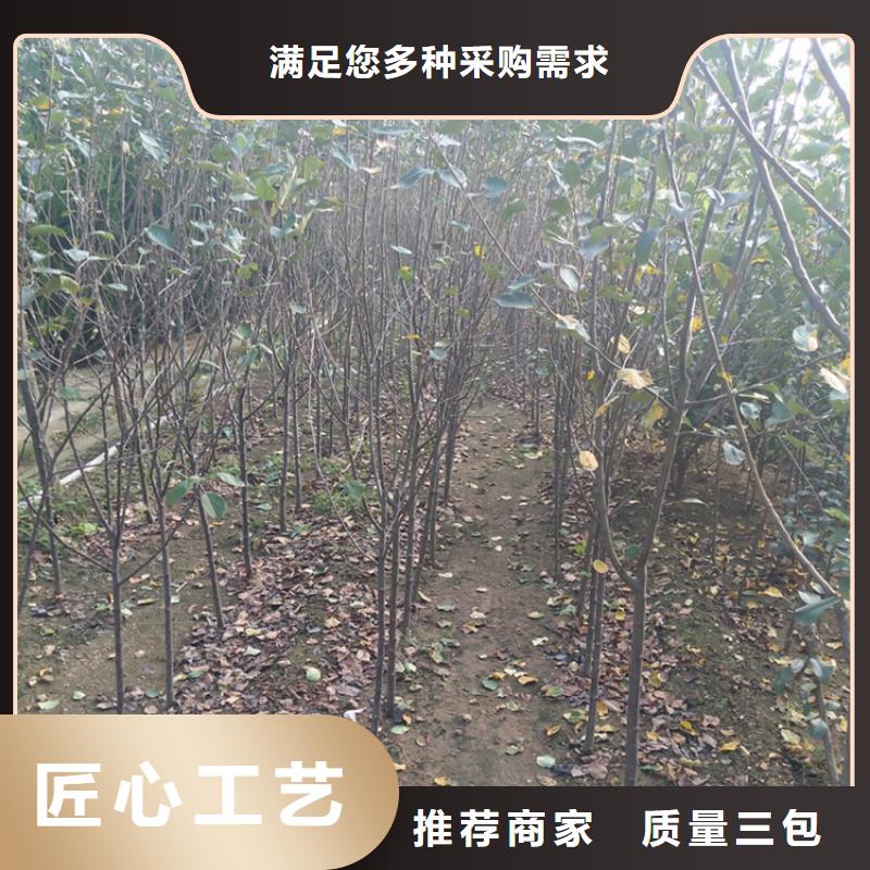 苹果李子苗高质量高信誉