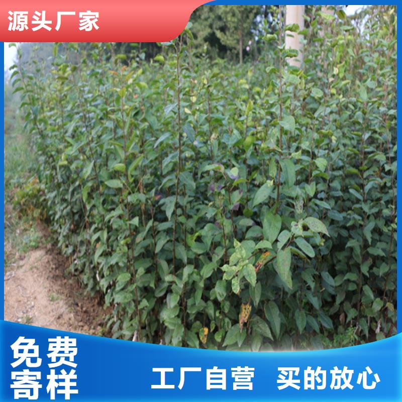 苹果,【苹果苗】精工打造