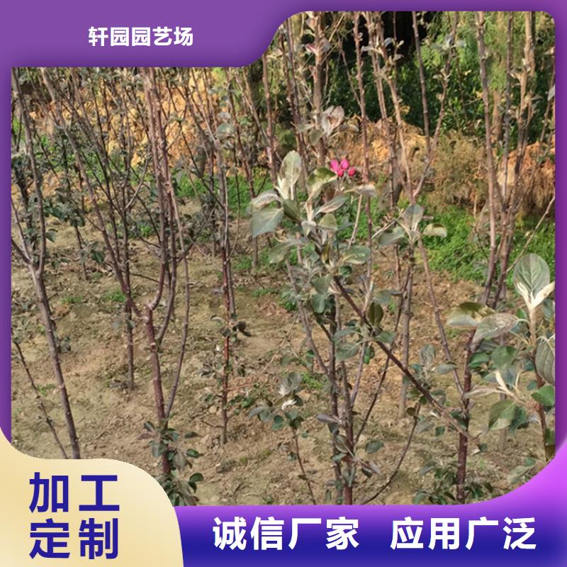 苹果-西瓜番石榴苗厂家供应