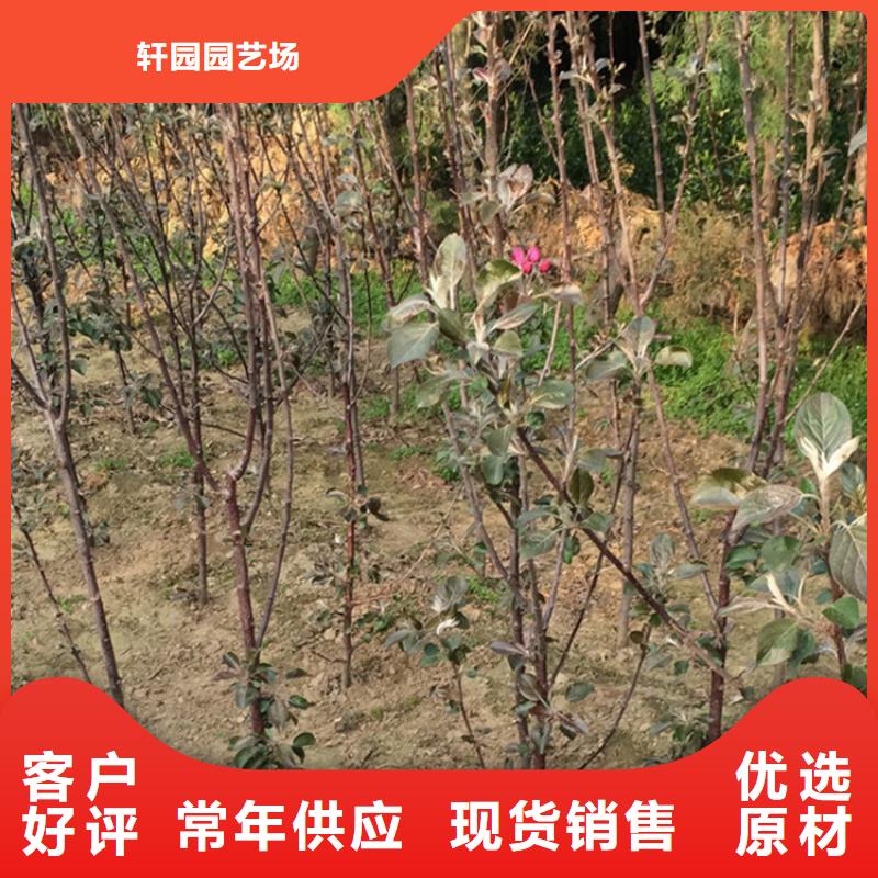 苹果无花果苗源头厂家量大价优