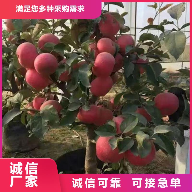 【苹果樱桃苗产品优势特点】