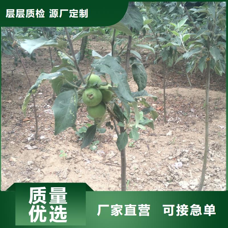 苹果【樱桃苗】工厂现货供应