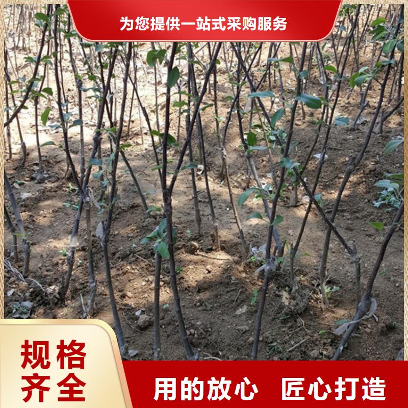 【苹果】奶油草莓从源头保证品质