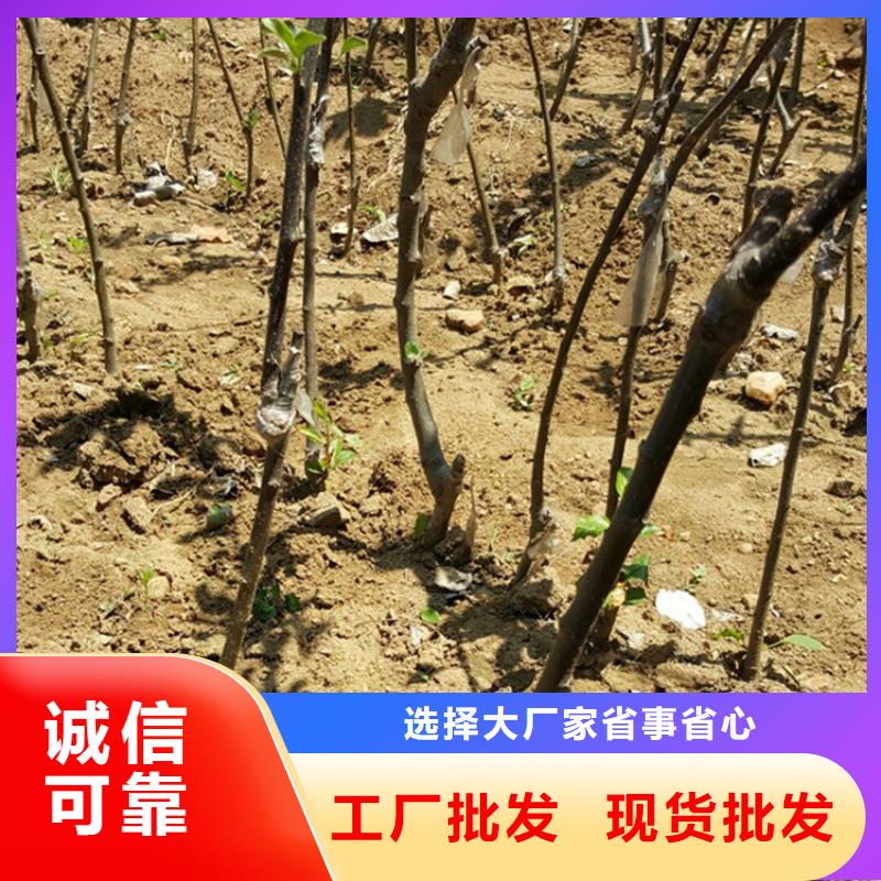 【苹果】奶油草莓从源头保证品质