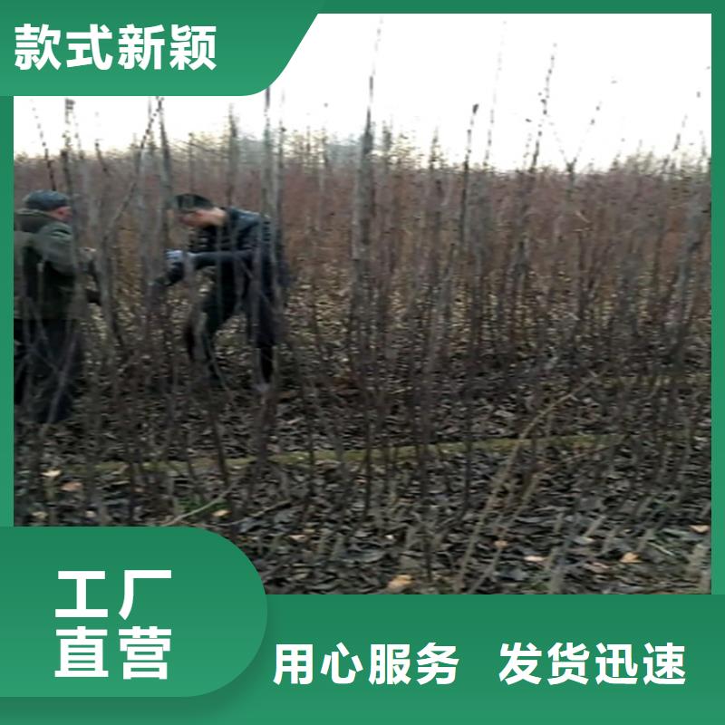 梨树花椒苗选择大厂家省事省心