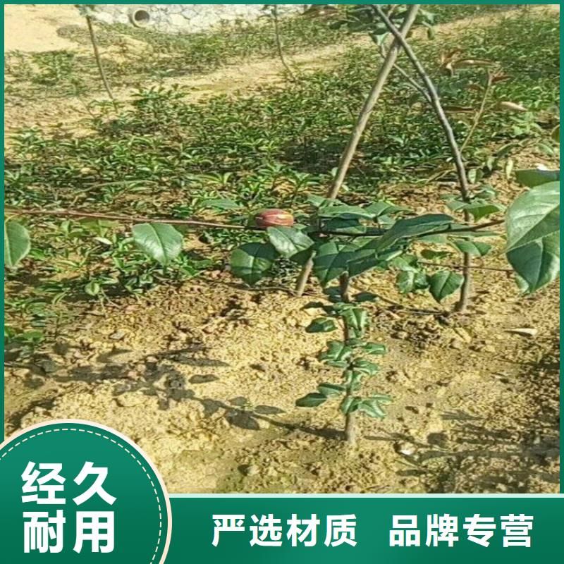 梨树苹果苗实力商家推荐